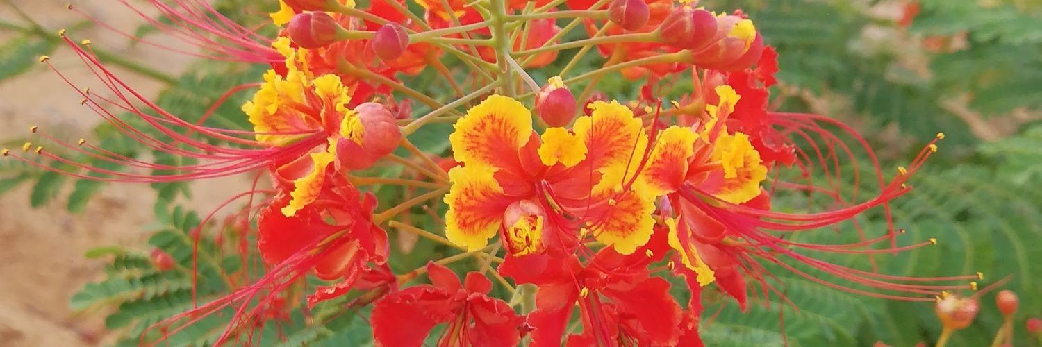 Fahd2674's profile banner image