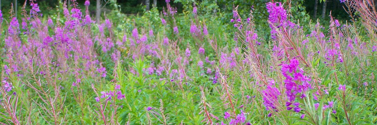 Mrs. Duck 🇮🇨 banner