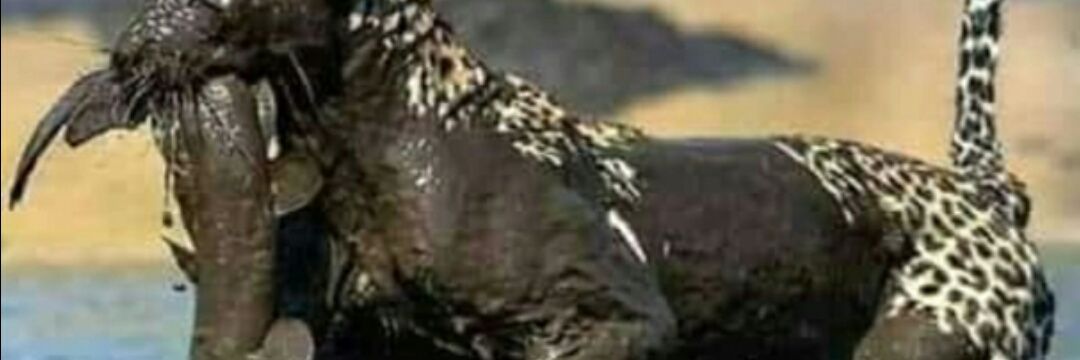 horlar241's profile banner image