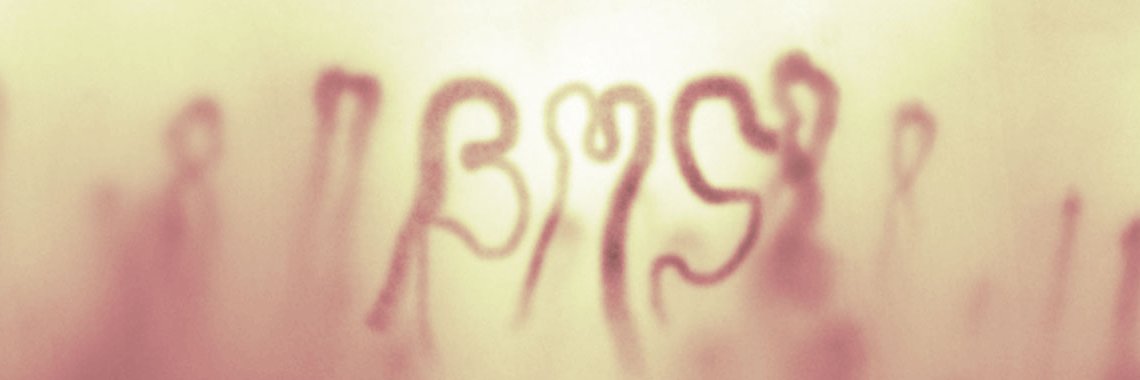 British Microcirc. & Vascular Biology Society's banner