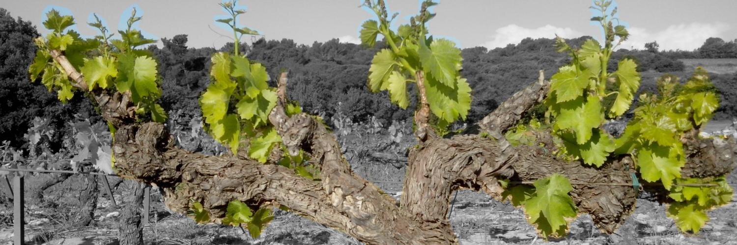 Chateau Saint Nabor banner