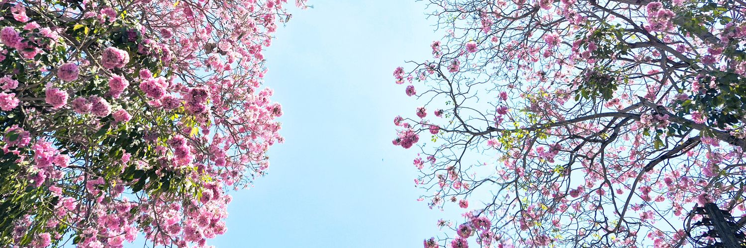 namon banner