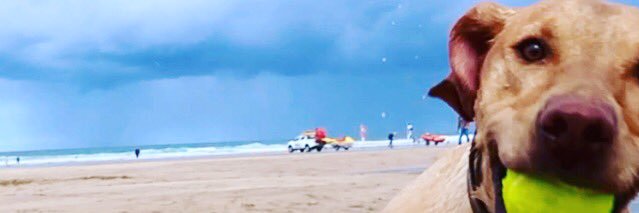 DogWalkersCornwall 🐶 banner