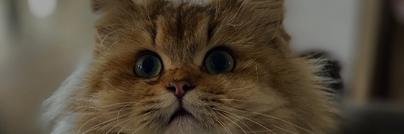 felipemmaa's profile banner image