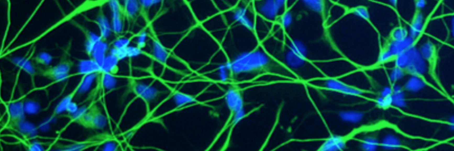 Laura Stappert banner