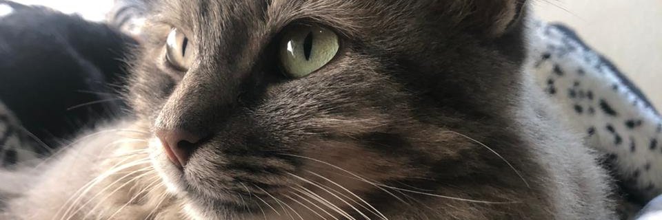 wtfffste's profile banner image