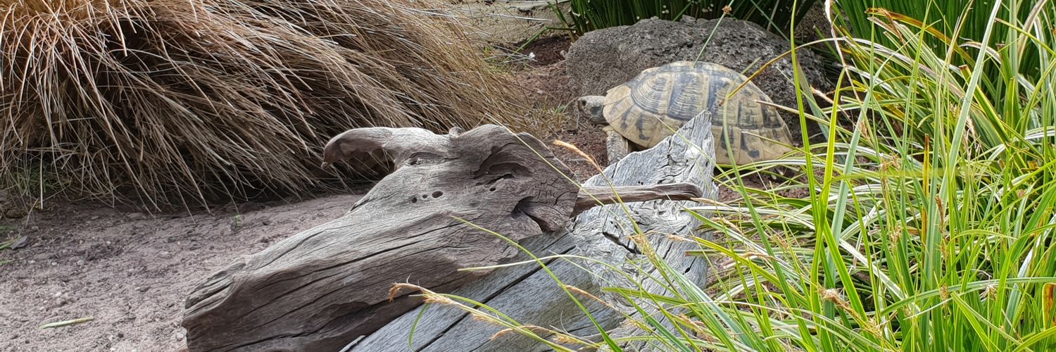 MidlandTortoise's profile banner image
