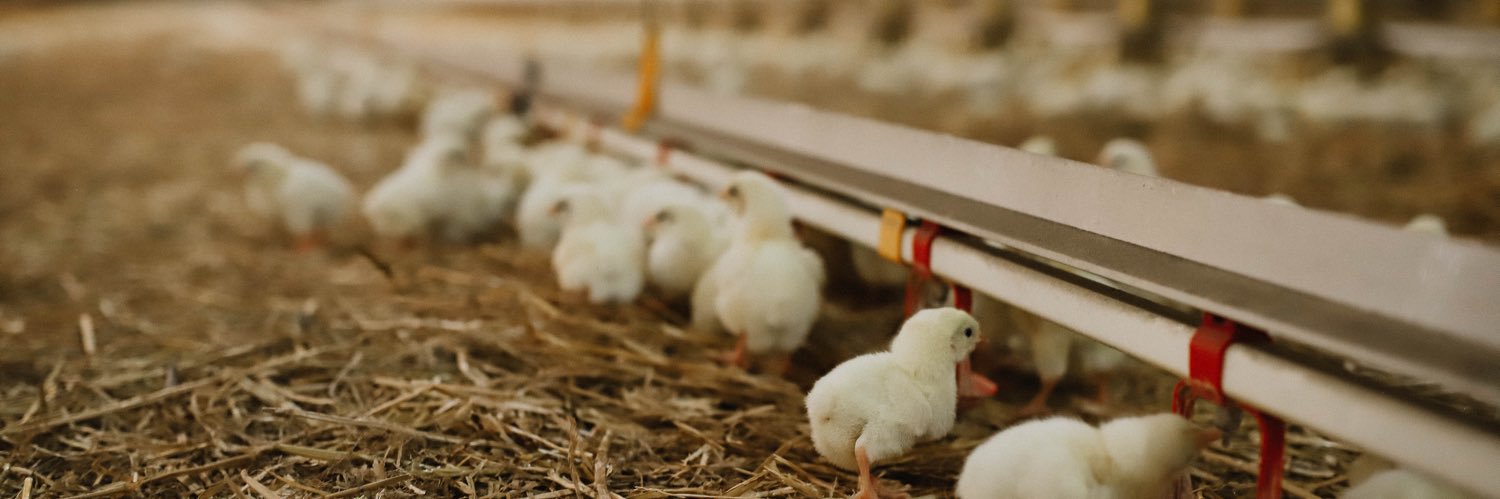 chickenfarmersofsask banner