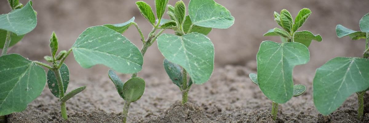 Morgan Goodman banner