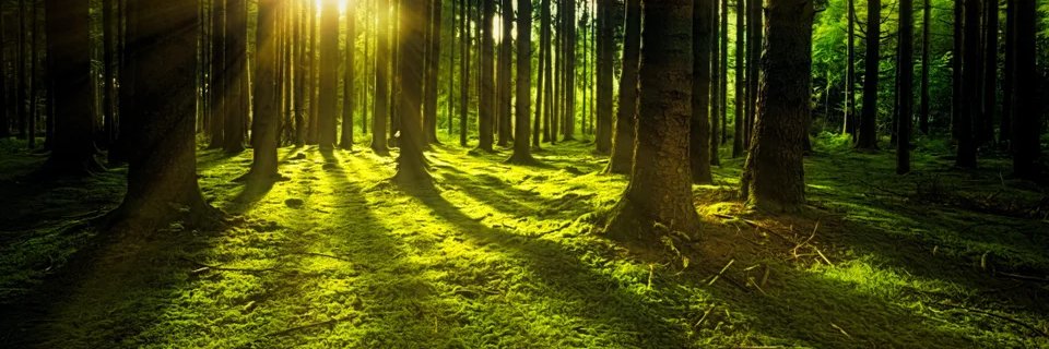 I voted for a better world. banner