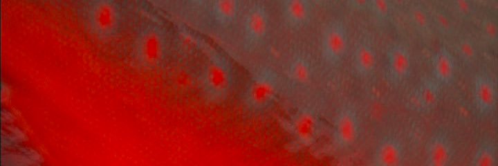 Fshoutofwater's profile banner image