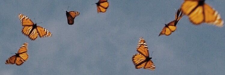 KatyBalli's profile banner image