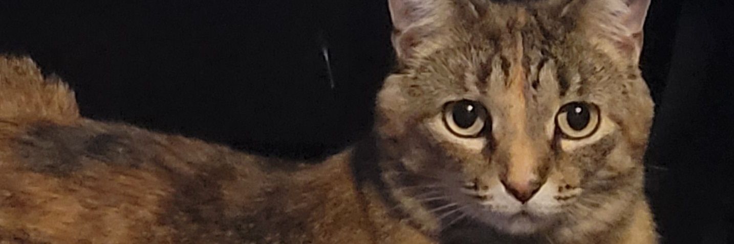 Schimanski50's profile banner image