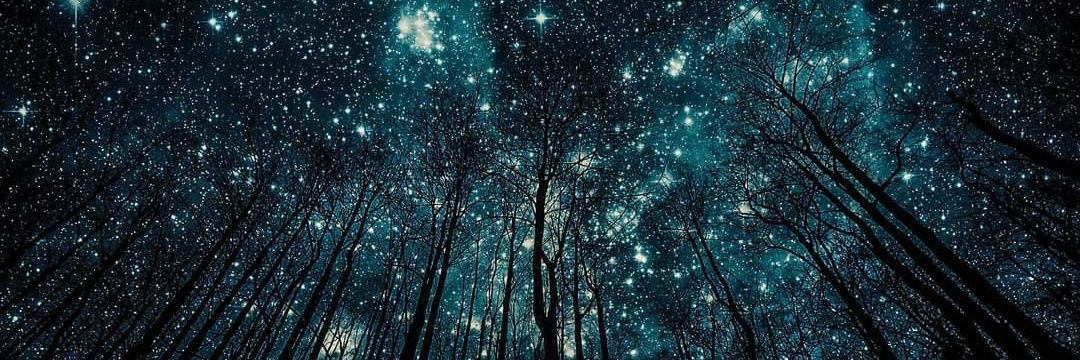 D O M I N I C 🌻🌻🌻 banner