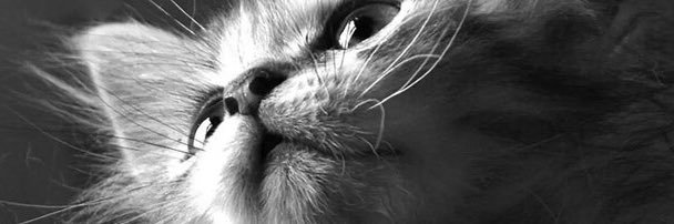 CaptainCityCat1's profile banner image