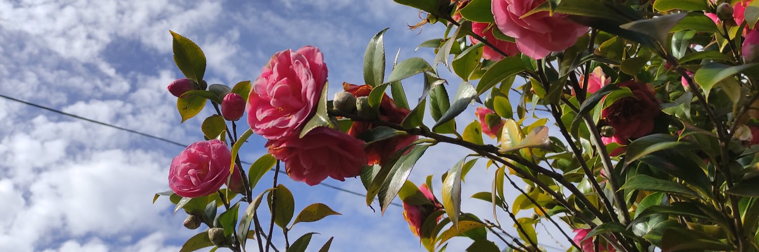 JonHalliwell86's profile banner image