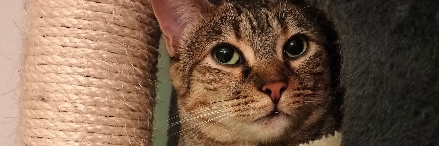 Rebecafrommars's profile banner image