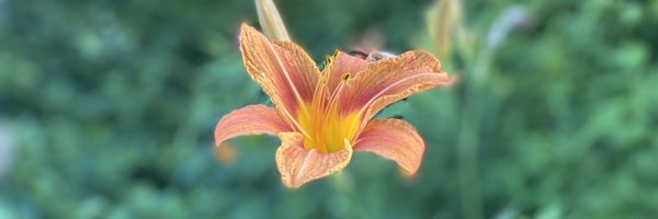 Mickeyp96 Profile Banner