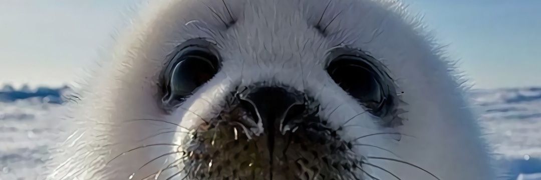 Cresident 🌿 banner