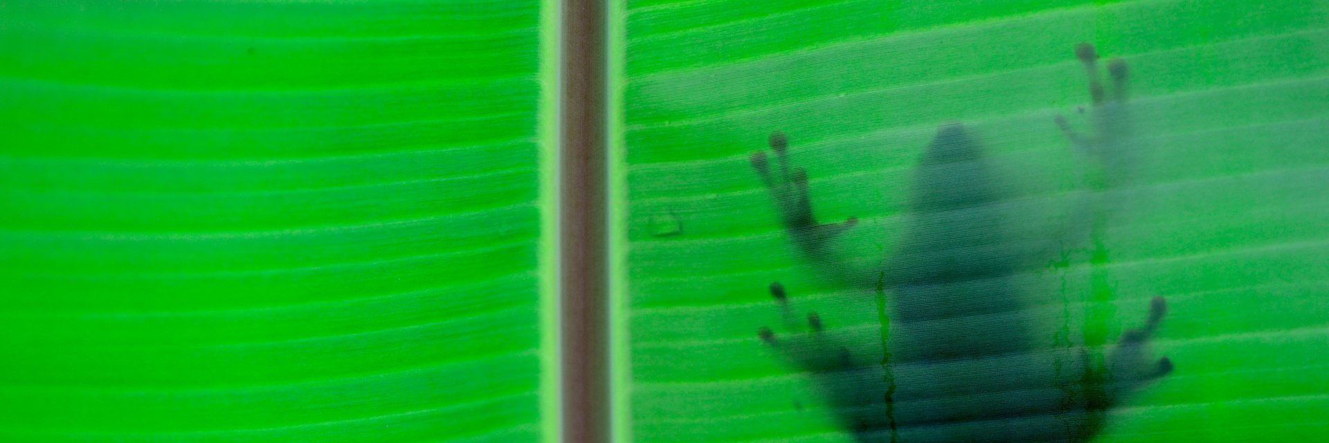 SquaMates: A totally serious herpetology podcast banner