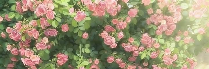 iloeyyyou's profile banner image