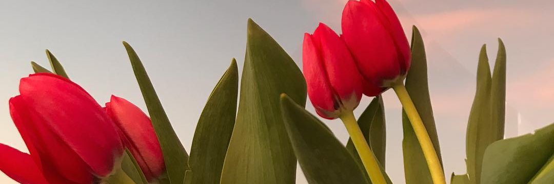 MariellaMirae's profile banner image