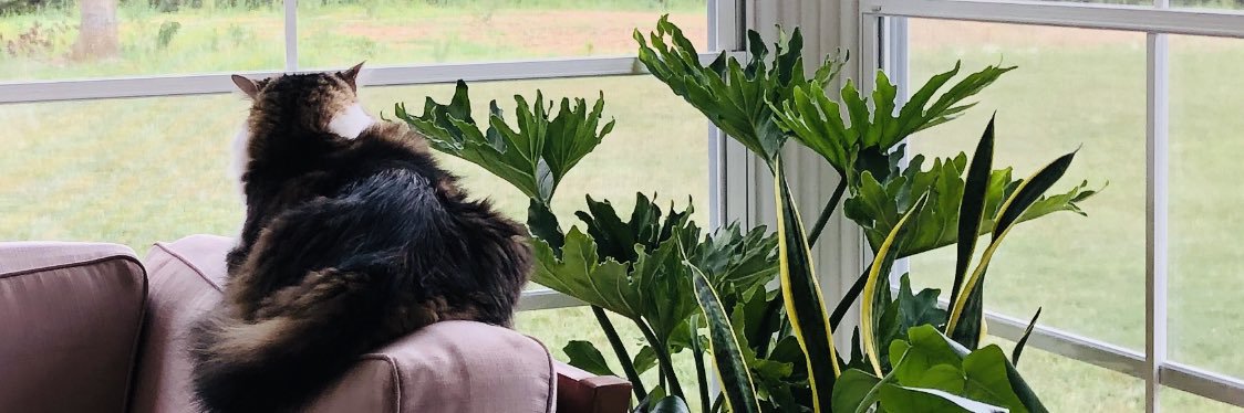 ThatsMyMoon's profile banner image