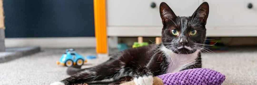Tyneside Cat Centre's banner