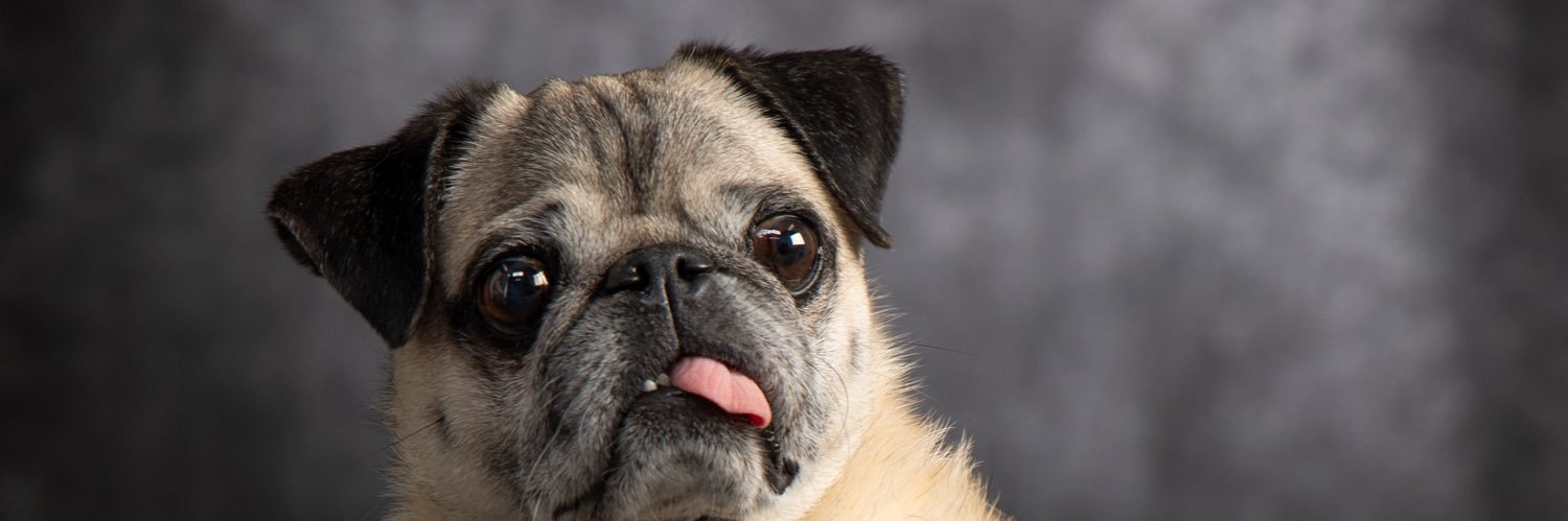 パグの"だいきち"と"ぽてきち" / The Pug & Peace banner