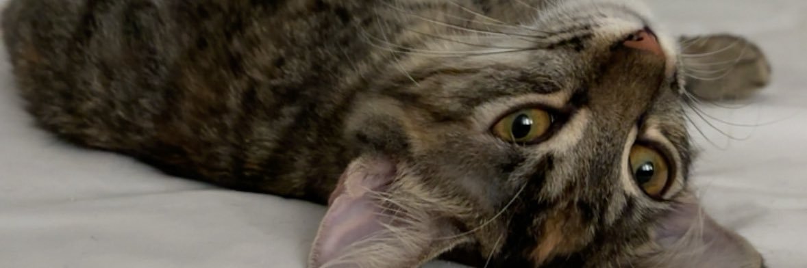 hasleyy_q's profile banner image