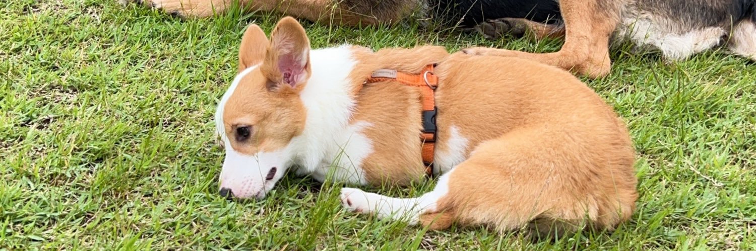 GOmiiko1's profile banner image