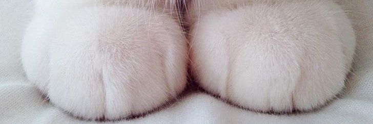 Minhyun the cat banner