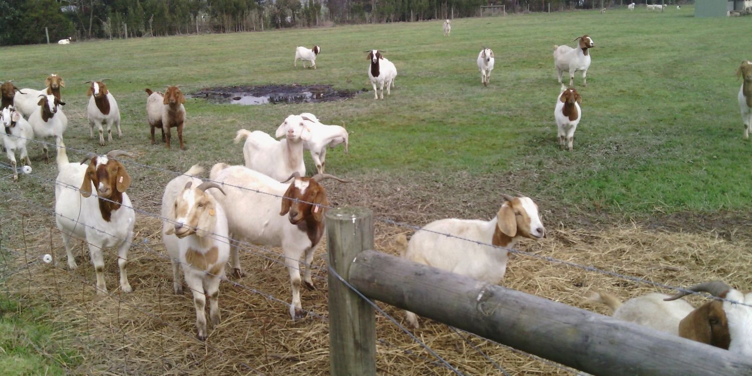 YarragonGoats's profile banner image