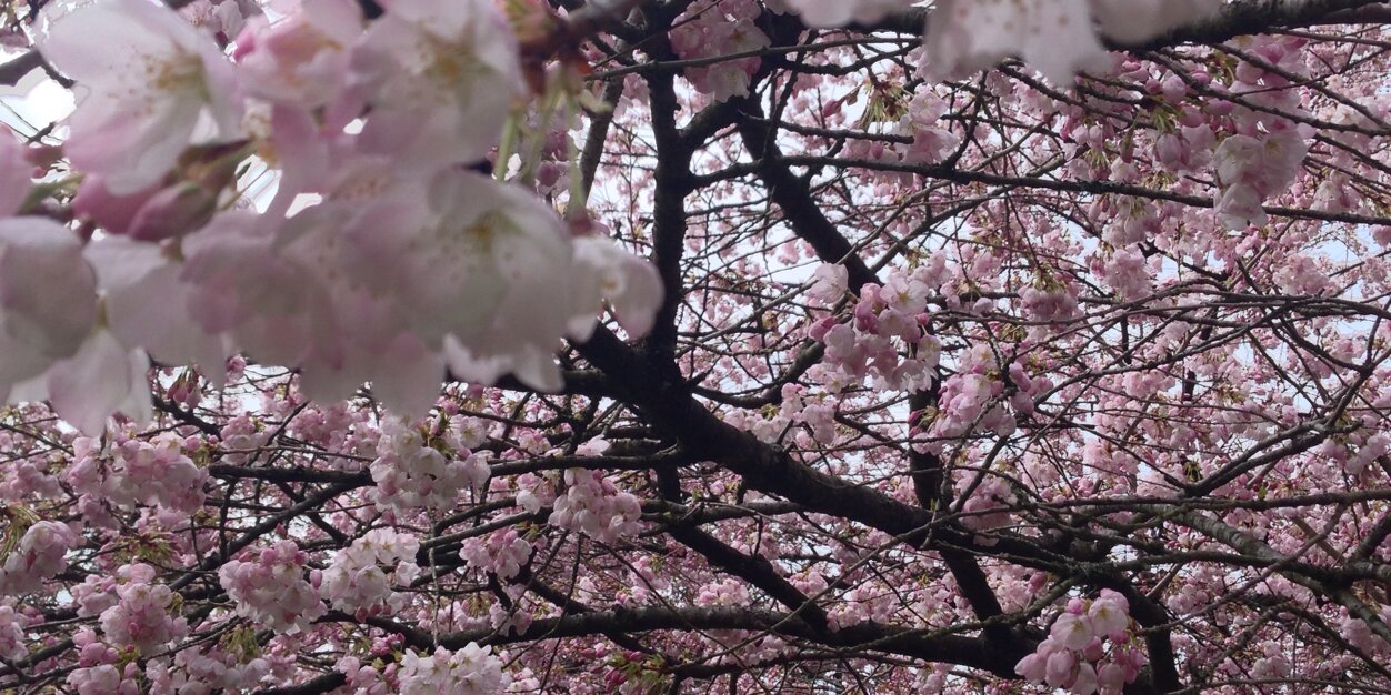 himawari0843's profile banner image