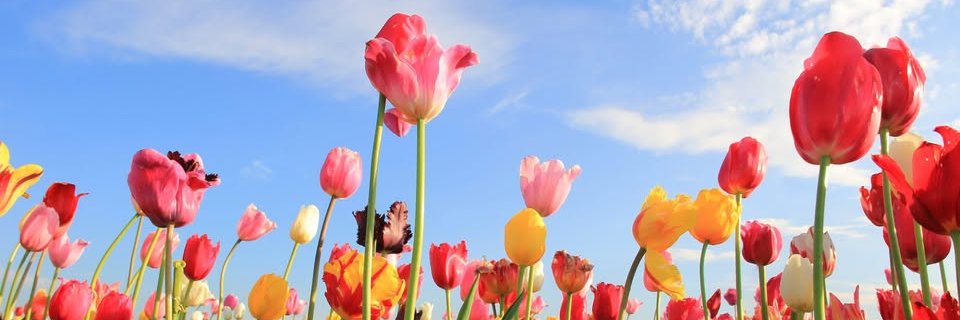 Follow @JodyField banner