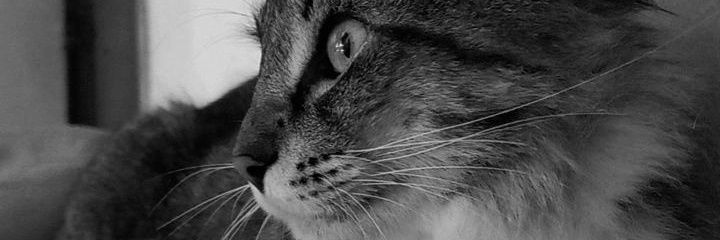 𝐹𝑙𝑜𝑟𝑒𝑛𝑐𝑖𝑎 🦋 banner