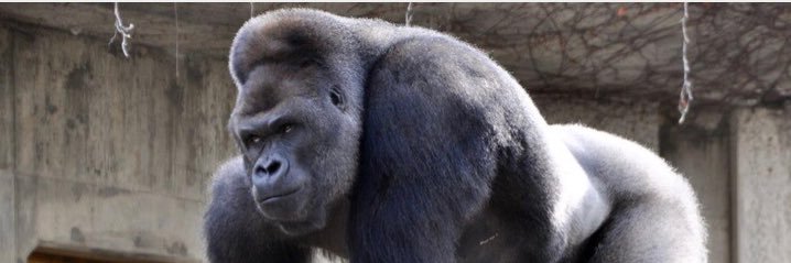 SilverBackTack's profile banner image