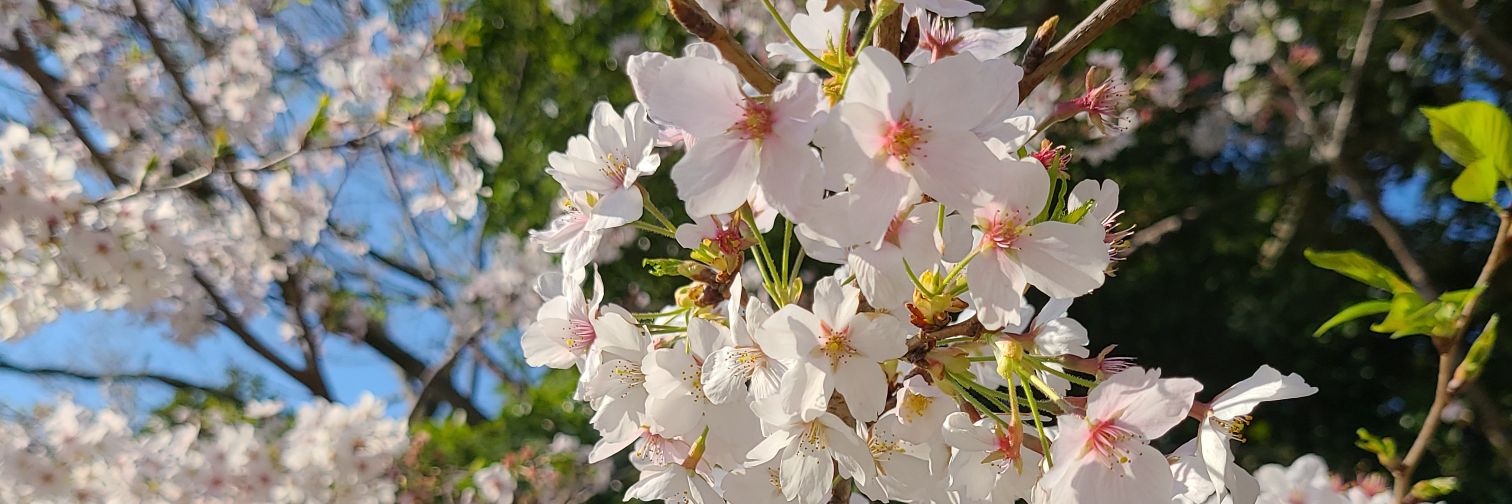 焔❤️‍🔥🌸(ホムラ) banner