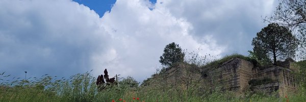 HalcyonSilks Profile Banner