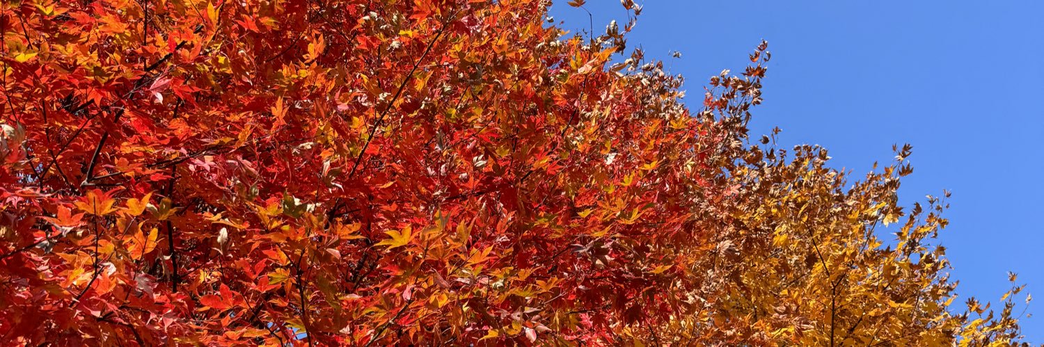 nao_koj's profile banner image