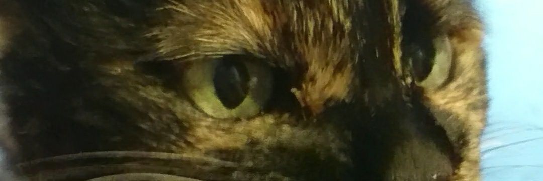 Darlingcats's profile banner image