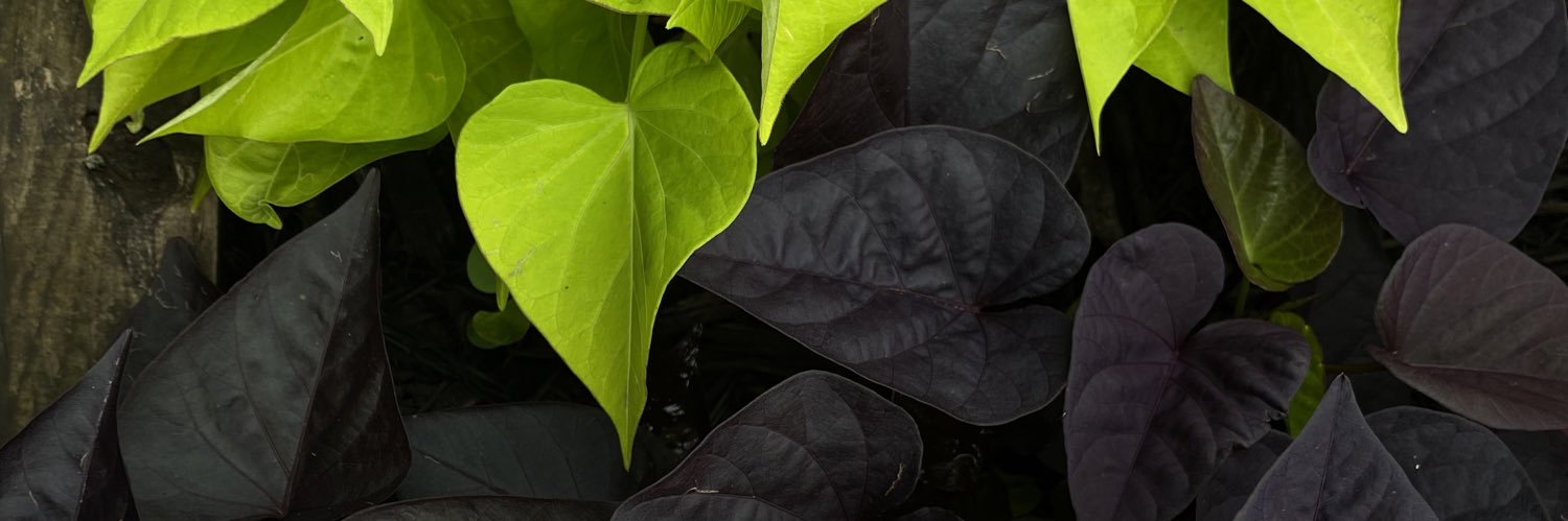 bulbasnorez's profile banner image