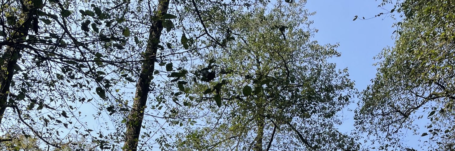 آیس دالگونا banner