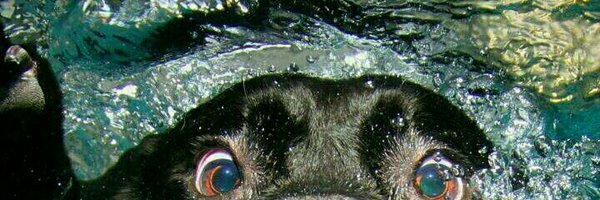 HenrypJames Profile Banner