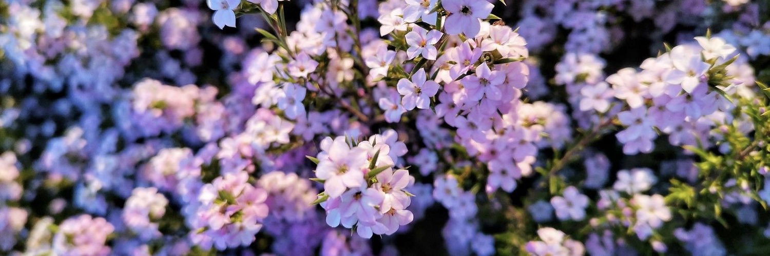 Lucía Bergua 🌸 banner