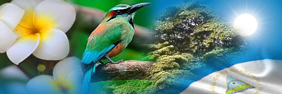 🇳🇮GeoMar🇻🇦 banner