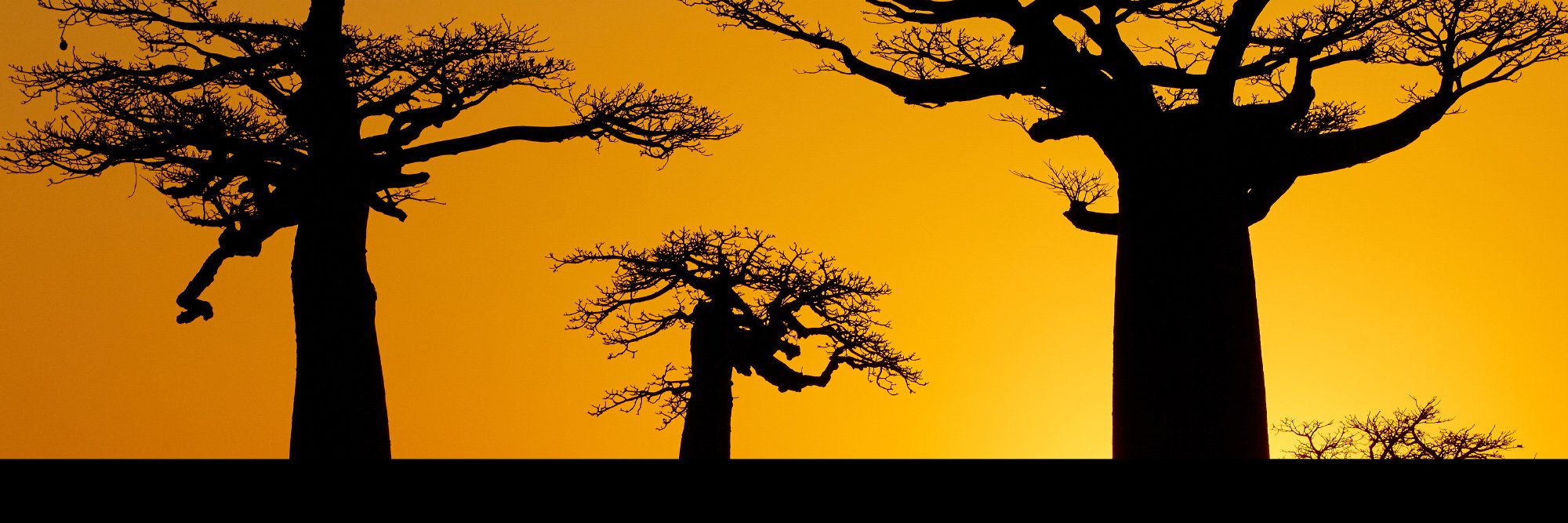 Cécile Molinier banner