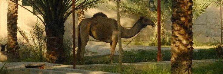 Sultan9_uae's profile banner image