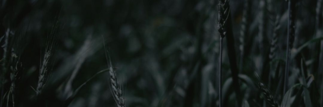 Fatimaydnn's profile banner image