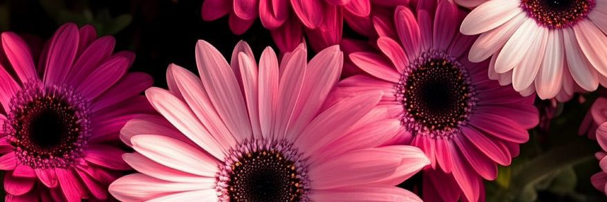 reallyrich_brat's profile banner image